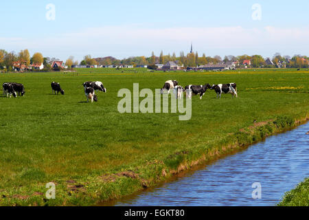 Typische holländische Landschaft mit Kühen Ackerland und einem Bauernhof Haus sonnigen Tag Stockfoto