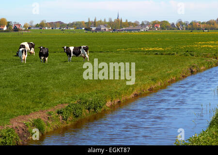 Typische holländische Landschaft mit Kühen Ackerland und einem Bauernhof Haus sonnigen Tag Stockfoto