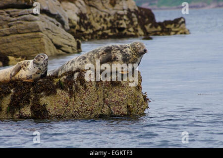 Dichtungen auf Felsen über dem Wasser, Badachro, Schottland. Stockfoto
