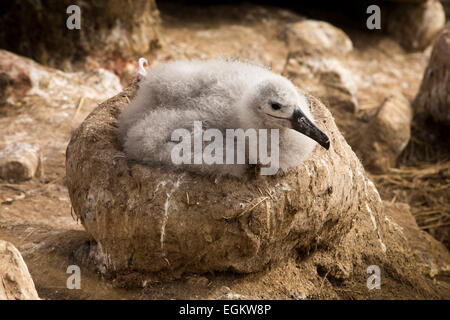 Südatlantik, Falkland-Inseln, Insel, Black-Browed Albatros Küken im Nest Stockfoto