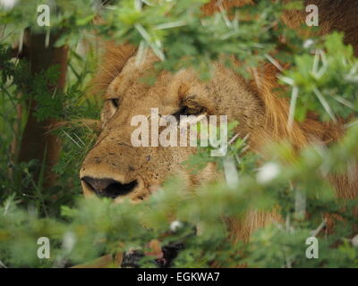 Große goldene maned männlicher Löwe (Panthera leo) mit Gesichts Narben im Selous Tansania in tiefen Acacia thorn Abdeckung sitzen aufpassen für Beute Stockfoto