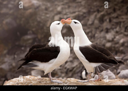 Südatlantik, Falkland, New Island, adult Black-Browed Albatrosse, engagiert in Balz Verklebung Verhalten, reiben Schnäbel tog Stockfoto