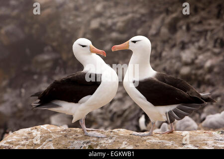 Südatlantik, Falkland, New Island, adult Black-Browed Albatrosse, beteiligt Balz Verklebung Verhalten Stockfoto