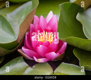 Rosa Seerose in voller Blüte. Stockfoto