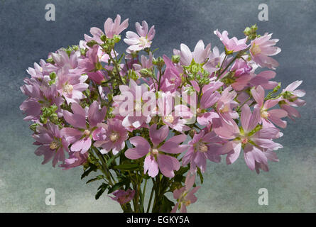 Stilleben mit rosa Malven (Lavatera Thuringiaca) horizontal, grauen Hintergrund Stockfoto