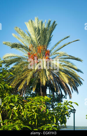 Kuba Cienfuegos Punta Gorda Gärten Parken Südspitze Bucht Palmenfrucht Baum rot Stockfoto