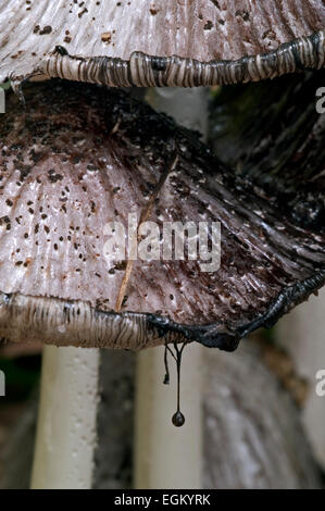 Gemeinsamen Tinte GAP / gemeinsame Inkcap / Inky Kappe (Coprinopsis Atramentaria / Coprinus Atramentarius) zeigen Tropfen schwarzen Flüssigkeit Stockfoto