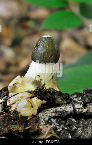 Gemeinsame Stinkmorchel / Dickes-Nipes (Phallus Impudicus) im herbstlichen Wald Stockfoto