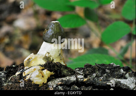 Gemeinsame Stinkmorchel / Dickes-Nipes (Phallus Impudicus) im herbstlichen Wald Stockfoto