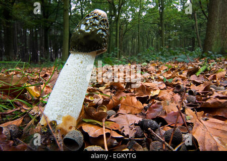 Gemeinsame Stinkmorchel / Dickes Nipes (Phallus Impudicus) im herbstlichen Wald Stockfoto