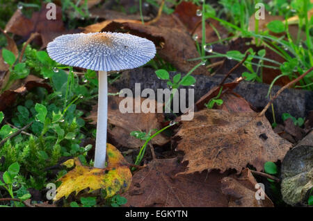 Haresfoot Clover / Hares Fuß Inkcap / Rabbitfoot Clover / Stein-Klee (Coprinopsis Lagopus / Coprinus Lagopus) Stockfoto