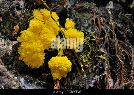 Rührei Schleim Schimmel / Hund Erbrechen Slime Mold (Fuligo Septica) auf zerfallenden Holz Stockfoto