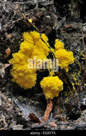 Rührei Schleim Schimmel / Hund Erbrechen Slime Mold (Fuligo Septica) auf zerfallenden Holz Stockfoto