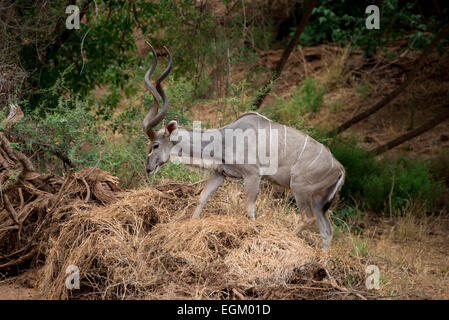 Eine männliche Kudu Elemente zu Essen suchen. Stockfoto
