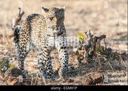 Leopard, Wandern in Botswana, getrocknete Grass im Hintergrund Stockfoto