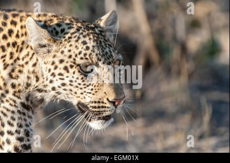 Erwachsenen Leopard, Kopf und Schultern, Farbe, Stockfoto