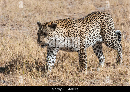 Leopard, Wandern in Botswana, getrocknete Grass im Hintergrund Stockfoto