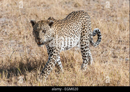 Leopard, Wandern in Botswana, getrocknete Grass im Hintergrund Stockfoto