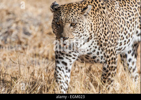 Leopard, Wandern in Botswana, getrocknete Grass im Hintergrund Stockfoto