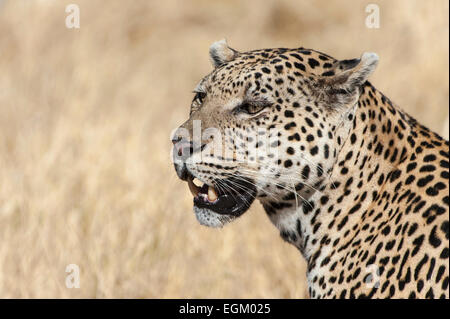 Erwachsenen Leopard, Kopf und Schultern, Farbe, Stockfoto