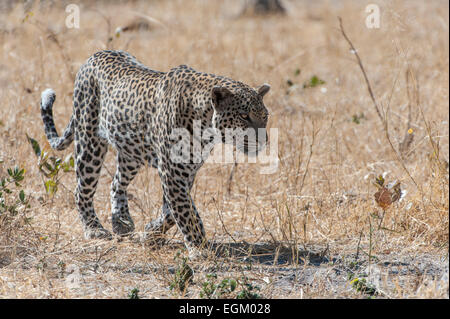 Leopard, Wandern in Botswana, getrocknete Grass im Hintergrund Stockfoto