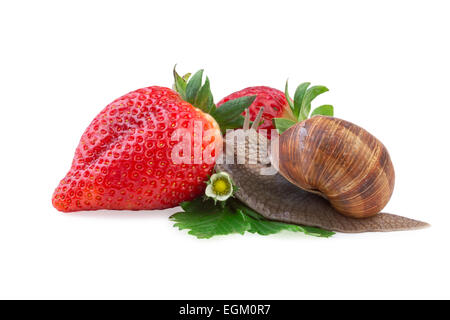 Garten Schnecke kriecht auf einer Erdbeere Stockfoto