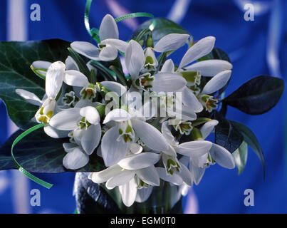 Bouquet von Schneeglöckchen (Galanthus Nivalis), ein Hintergrund ist ein blau. Stockfoto