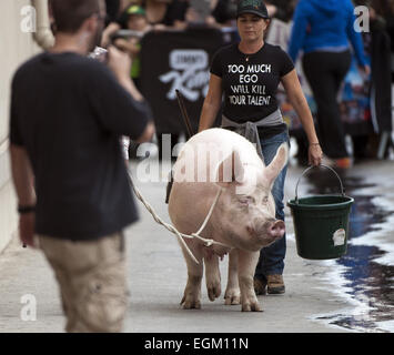 Hollywood, Kalifornien, USA. 20. November 2014. Ein Pony und ein Schwein hat einen Auftritt bei Jimmy Kimmel Live! auf Donnerstag, 20. November 2014 in Hollywood. © David Bro/ZUMA Draht/Alamy Live-Nachrichten Stockfoto