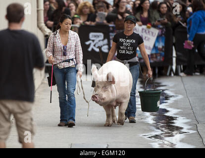 Hollywood, Kalifornien, USA. 20. November 2014. Ein Pony und ein Schwein hat einen Auftritt bei Jimmy Kimmel Live! auf Donnerstag, 20. November 2014 in Hollywood. © David Bro/ZUMA Draht/Alamy Live-Nachrichten Stockfoto