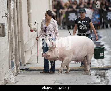 Hollywood, Kalifornien, USA. 20. November 2014. Ein Pony und ein Schwein hat einen Auftritt bei Jimmy Kimmel Live! auf Donnerstag, 20. November 2014 in Hollywood. © David Bro/ZUMA Draht/Alamy Live-Nachrichten Stockfoto
