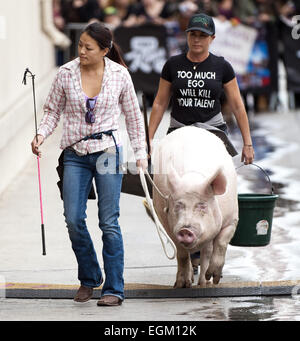 Hollywood, Kalifornien, USA. 20. November 2014. Ein Pony und ein Schwein hat einen Auftritt bei Jimmy Kimmel Live! auf Donnerstag, 20. November 2014 in Hollywood. © David Bro/ZUMA Draht/Alamy Live-Nachrichten Stockfoto