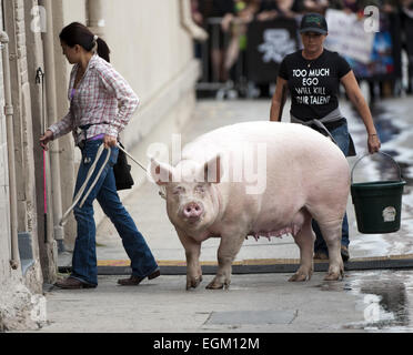 Hollywood, Kalifornien, USA. 20. November 2014. Ein Pony und ein Schwein hat einen Auftritt bei Jimmy Kimmel Live! auf Donnerstag, 20. November 2014 in Hollywood. © David Bro/ZUMA Draht/Alamy Live-Nachrichten Stockfoto