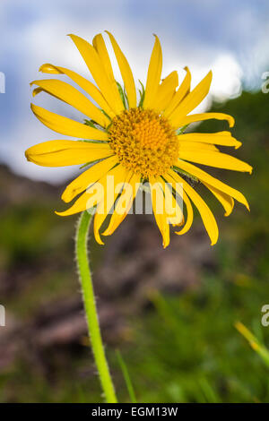 Berg Blume Arnica montana Stockfoto