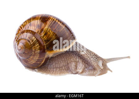 Garten-Schnecke in Nahaufnahme (Helix Pomatia) Stockfoto