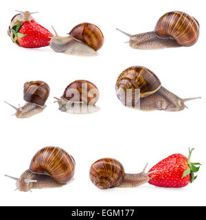 Garten-Schnecke-Sammlung Stockfoto