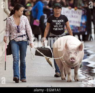 Hollywood, Kalifornien, USA. 20. November 2014. Ein Pony und ein Schwein hat einen Auftritt bei Jimmy Kimmel Live! auf Donnerstag, 20. November 2014 in Hollywood. © David Bro/ZUMA Draht/Alamy Live-Nachrichten Stockfoto