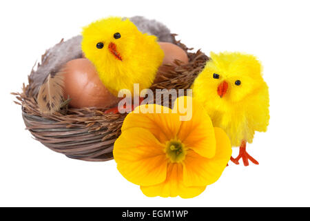 Osternest mit gelben Küken isoliert auf weiss Stockfoto