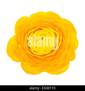 Gelbe Blume von Butterblume Stockfoto