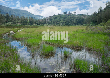 Rasenfläche am Telaga Warna, Dieng Plateau, Indonesien Stockfoto