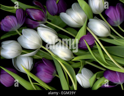 Frisch geschnittene grüne ergab sich lila und weiße Tulpen zusammen angeordnet Stockfoto