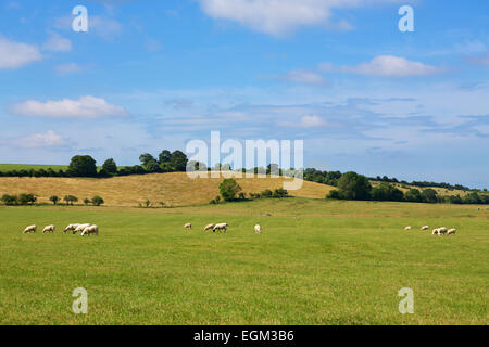 Grasender Schafe auf Ackerland in Hampshire. Stockfoto