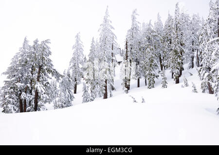 Schwarz-weiß Foto von Tannen im tiefen Schnee am Crater Lake, Oregon Stockfoto