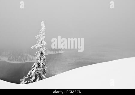 Schwarz-weiß Foto von Tannen im tiefen Schnee am Crater Lake, Oregon Stockfoto