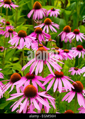 Echinacea Purpurea Blumen wachsen im Sommer verwendet eine krautige Blütenpflanze mit medizinischen auch bekannt als Sonnenhut Stockfoto