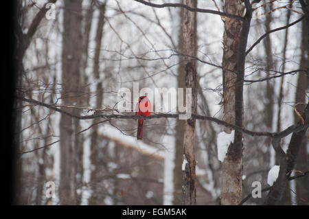 Roter Kardinal auf Ast im Winter. Stockfoto