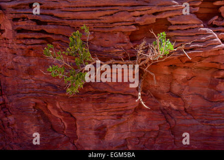 Strauch wächst in den Wänden der Colored Canyon, Sinai, Ägypten. Coloured Canyon ist eine Felsformation und trockenes Flussbett auf der Halbinsel Sinai Stockfoto