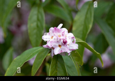 Daphne Bholua Blumen. Stockfoto