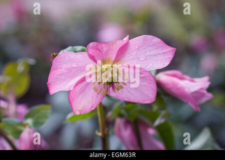 Helleborus blüht im späten Winter im Garten. Stockfoto