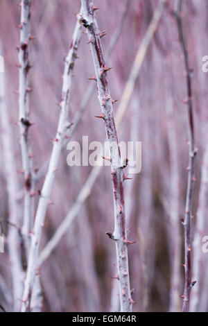 Rubus Biflorus ergibt sich im Winter. Stockfoto