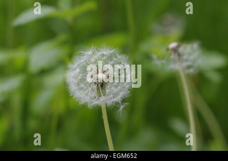 Unvollständige Löwenzahn Stockfoto